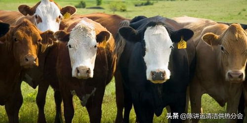 减少畜牧生产部门的排放
